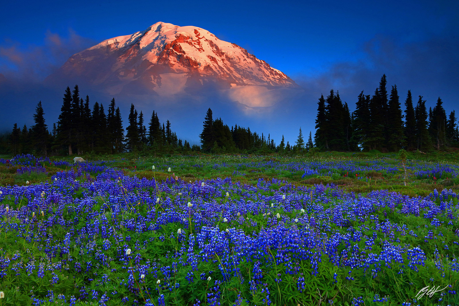 Sunset Wildflowers and Mt Rainier from Spray Park Mt Rainier National Park in Washington