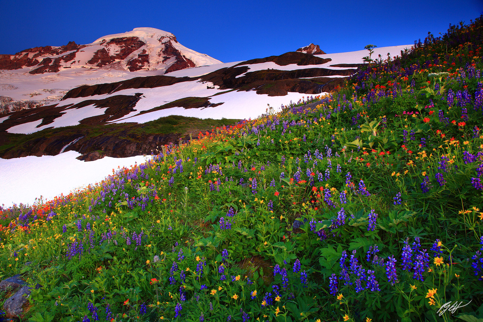 Afterglow Wildflowers and Mt Baker from Heliotrope Ridge, Mt Baker Wilderness in Washington