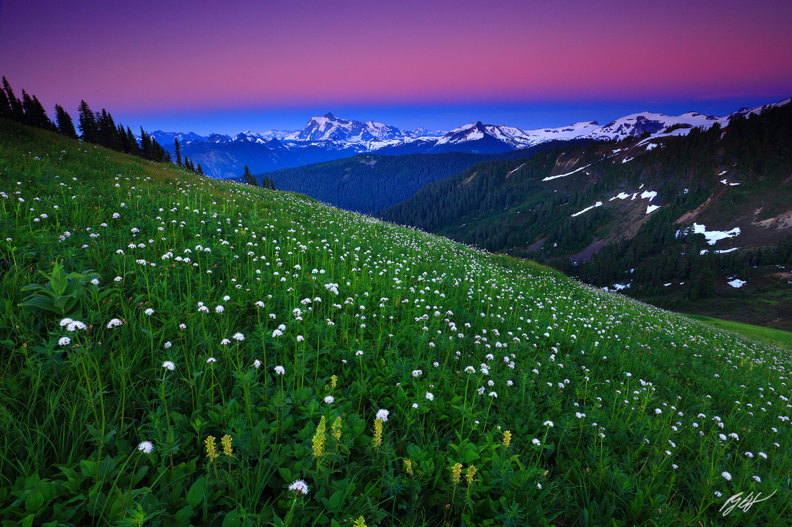 Sunset Alpenglow with wildflowers and Mt Shuksan from Skyline Divide in the Mt Baker Wilderness in Washington