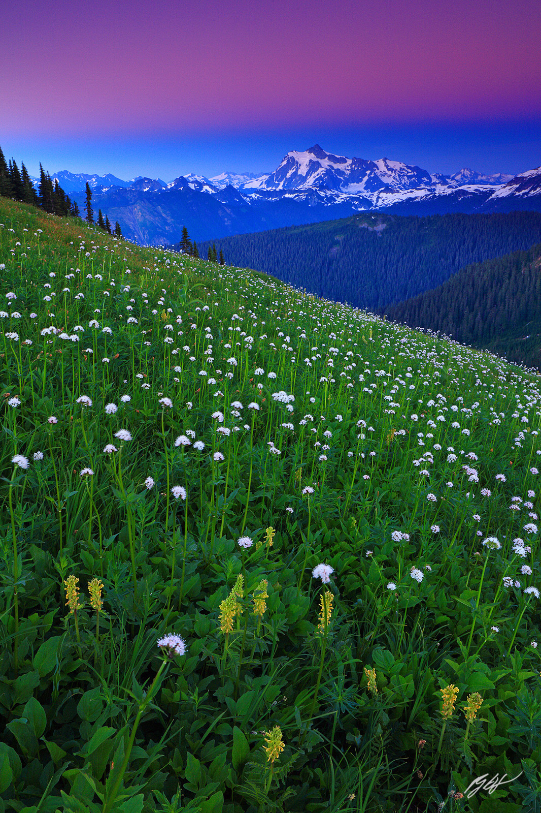 Sunset Alpenglow with wildflowers and Mt Shuksan from Skyline Divide in the Mt Baker Wilderness in Washington