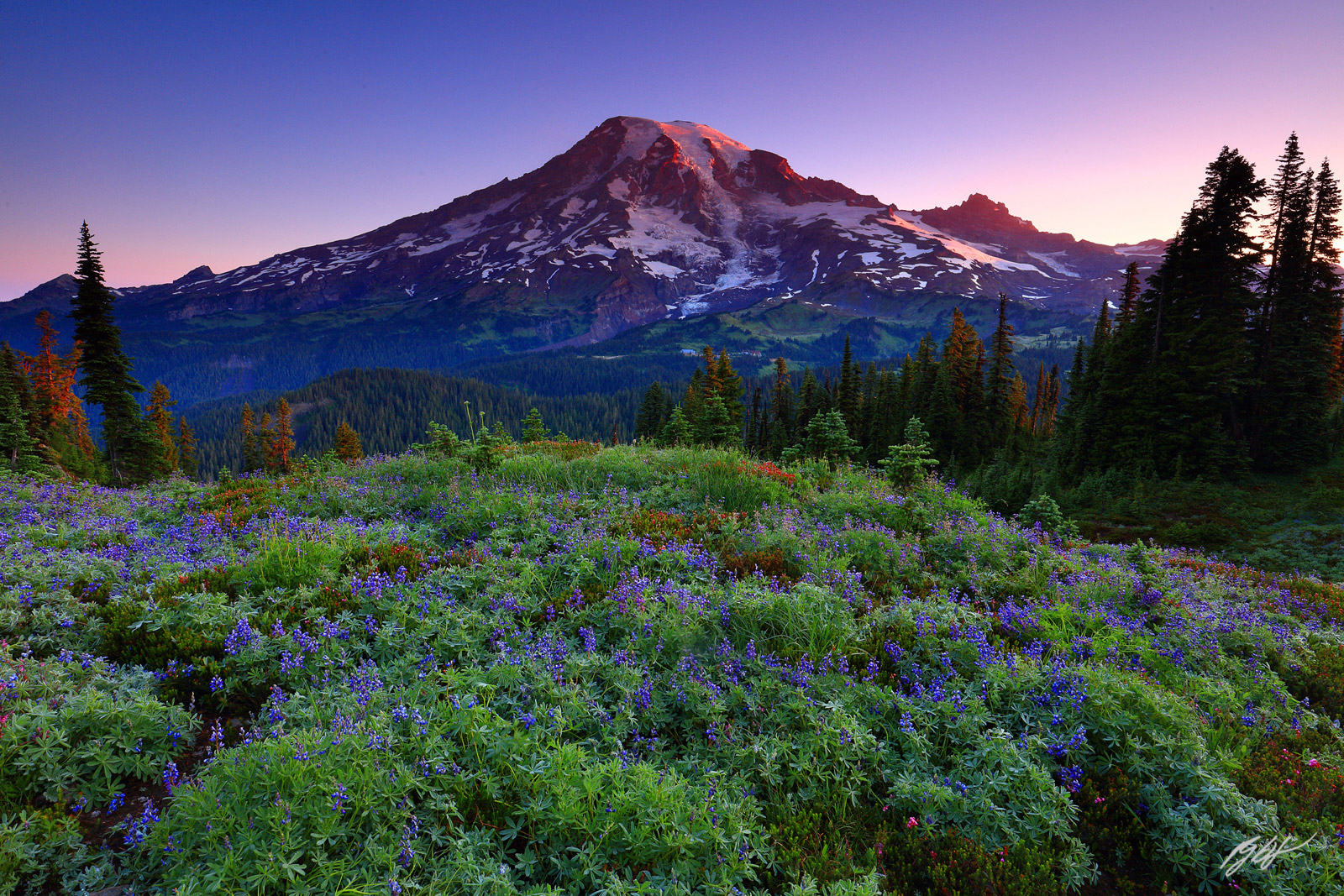 Sunrise wildflowers and Mt Rainier, Mt Rainier National Park in Washington