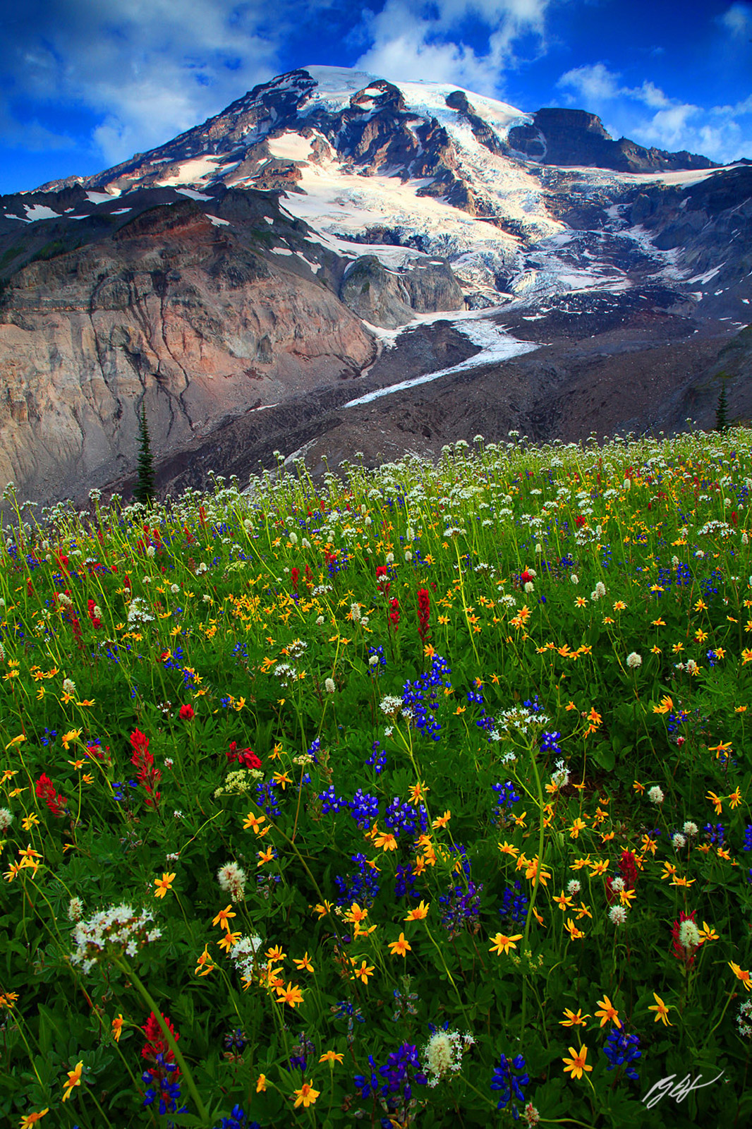 Wildflowers and Mt Rainier from Paradise Meadows in Mt Rainier National Park in Washington
