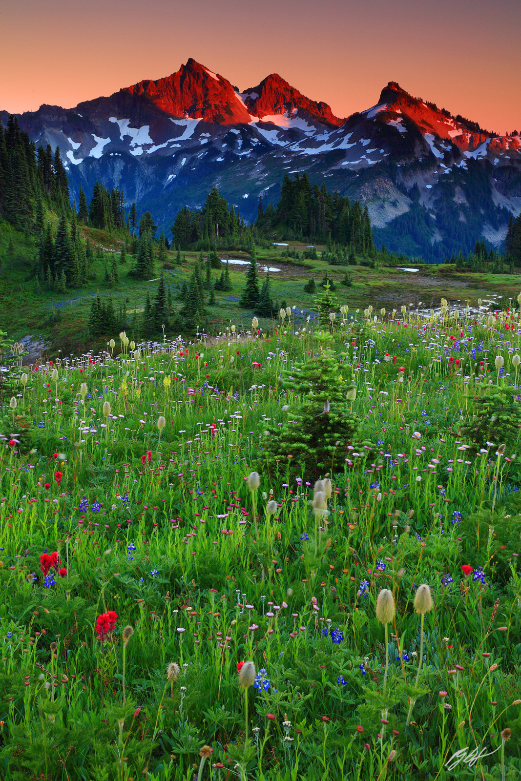 Sunset Wildflowers and the Tatoosh Range from Mazama Ridge, Mt Rainier National Park in Washington
