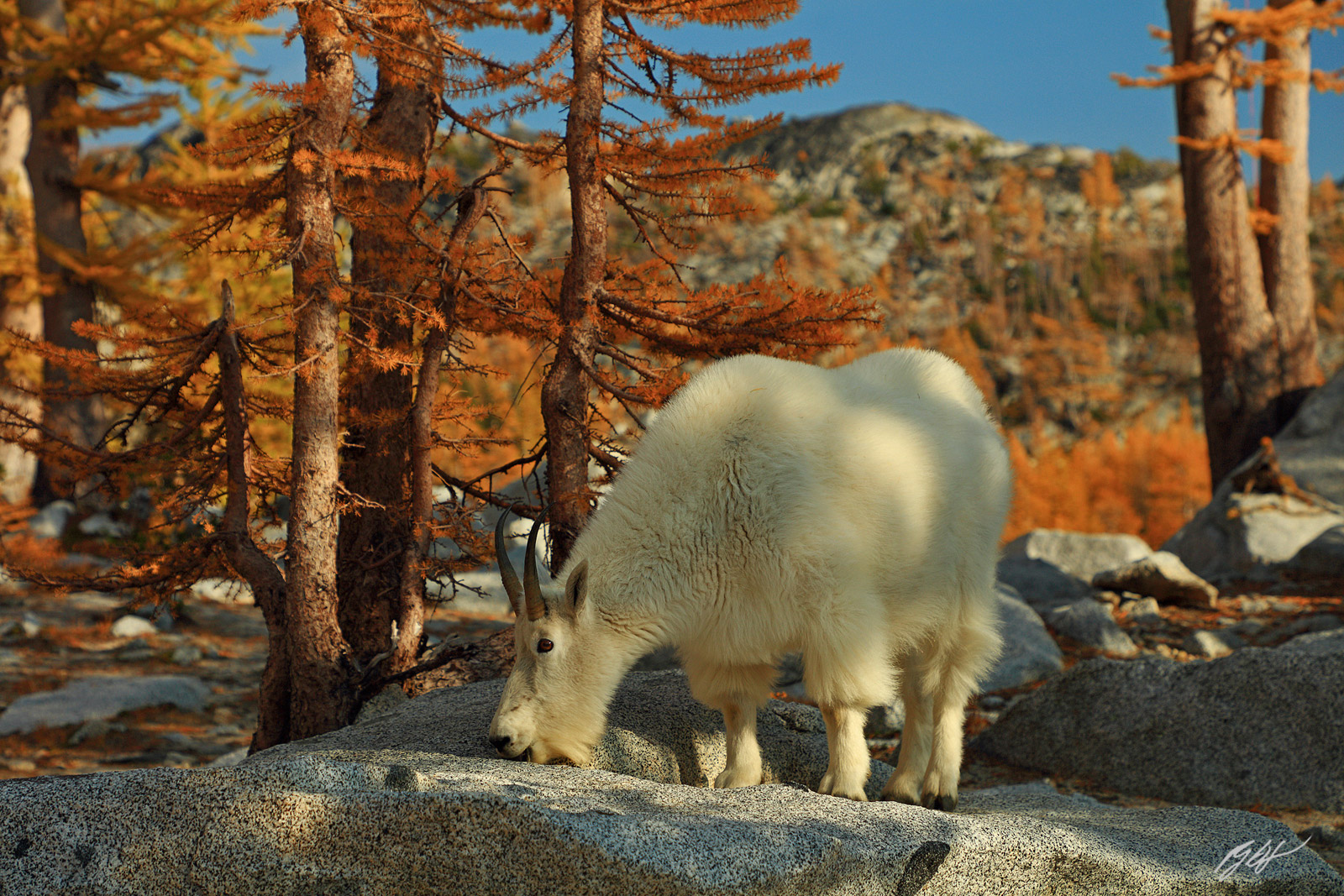 Golden Larch and Mountain Goat in the Enchantments, Alpine Lakes Wilderness in Washington