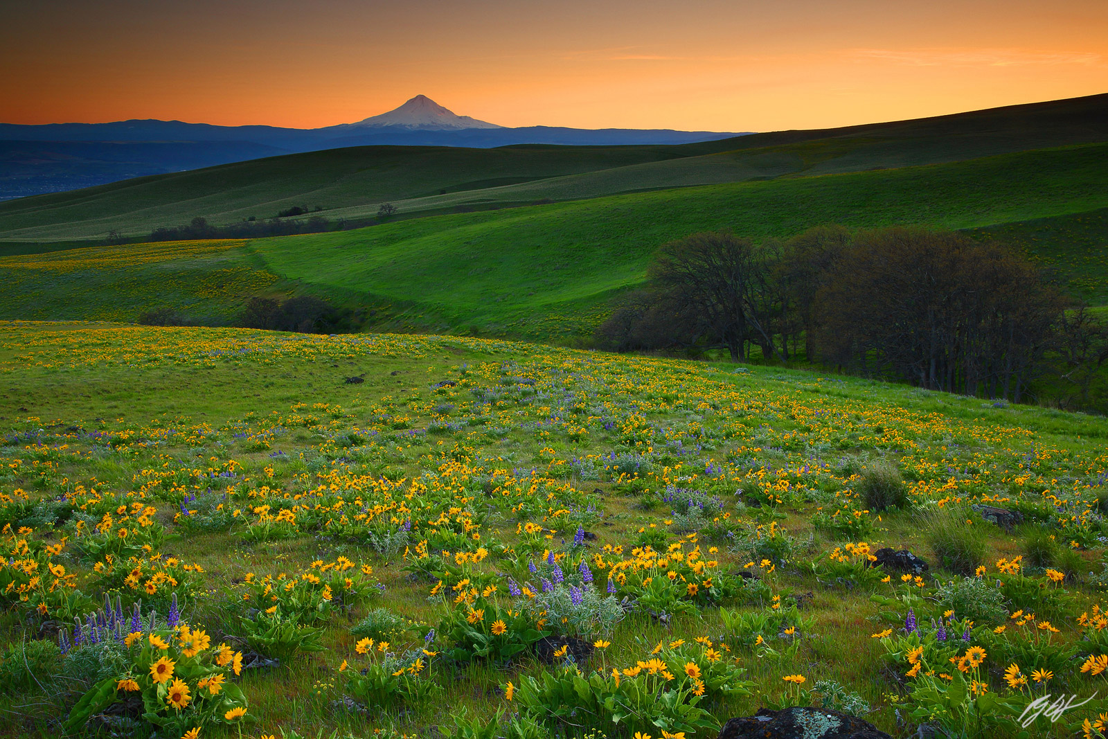 Sunset Wildflowers and Mt Hood from Columbia Hills State Park in Washington