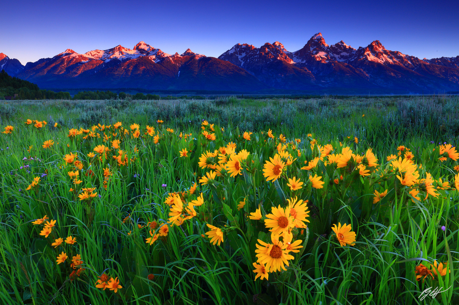Sunrise Wildflowers and the Grand Tetons from Grand Teton National Park in Wyoming