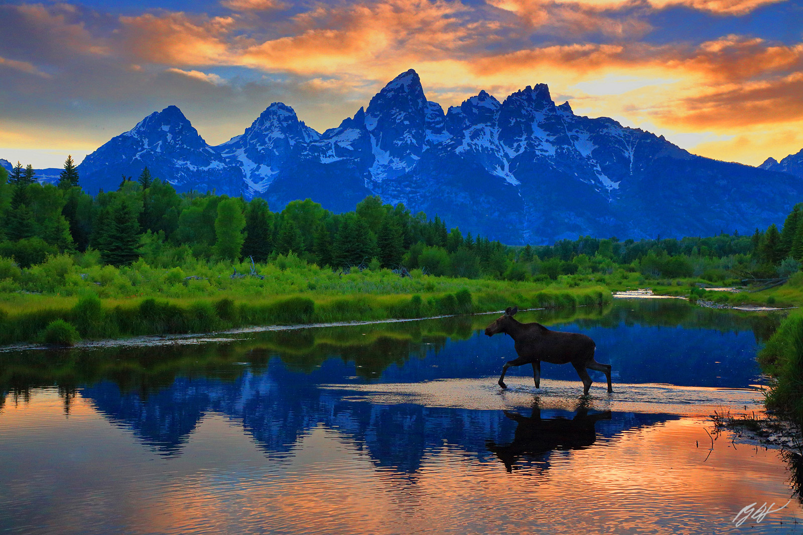 Moose and Grand Tetons at Sunset Reflected in Beaver Ponds in Grand Teton National Park in Wyoming