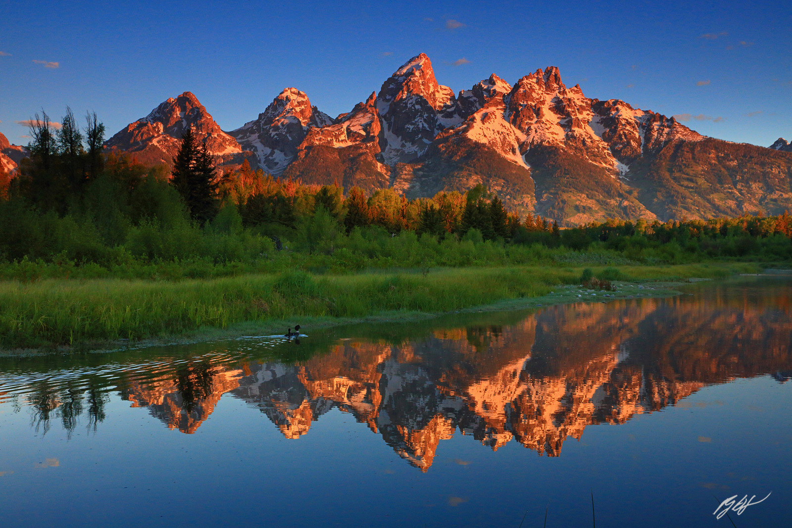 Sunrise Grand Tetons Reflected in Beaver Ponds with Ducks Swimming through at Schwabachers Landing in Grand Teton National Park...