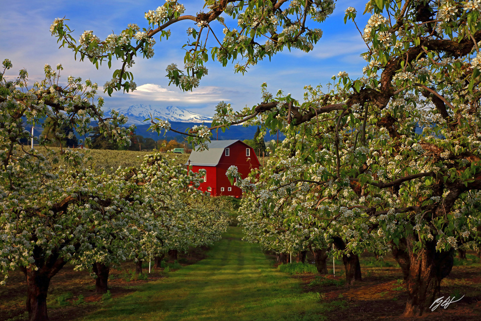 Red Barn and Mt Hood Framed in Fruit Tree Blossoms in the Hood River Valley in Oregon