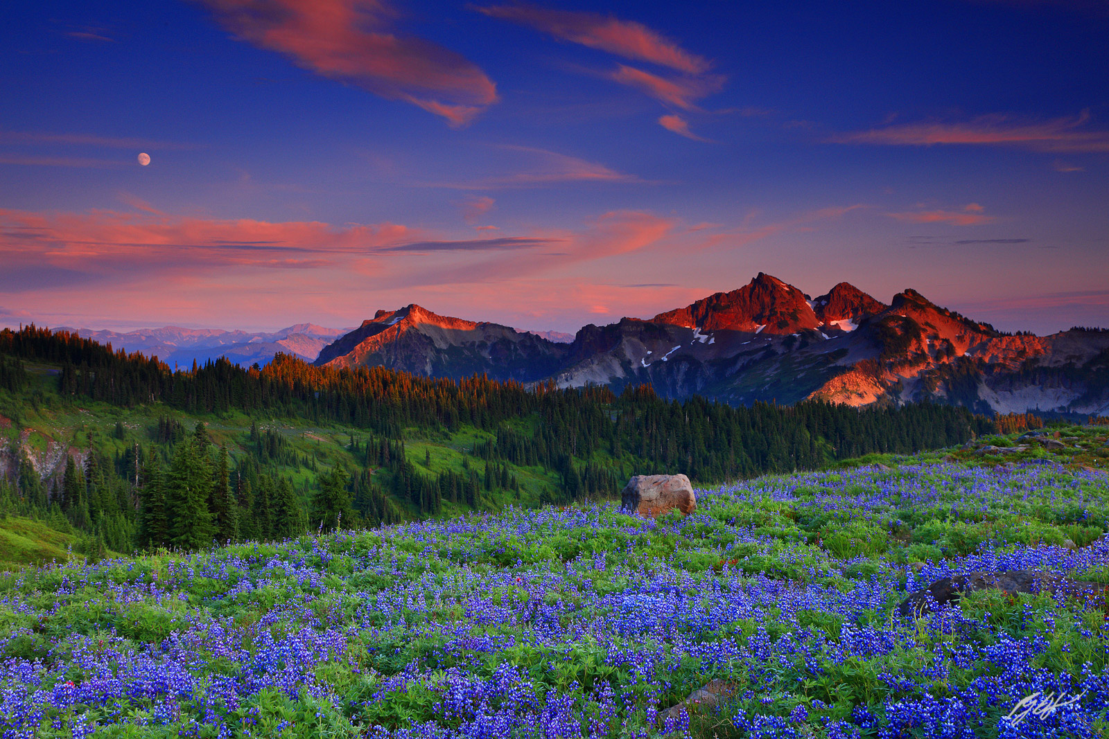 Sunset Wildflowers and the Tatoosh Range from Mt Rainier National Park in Washington