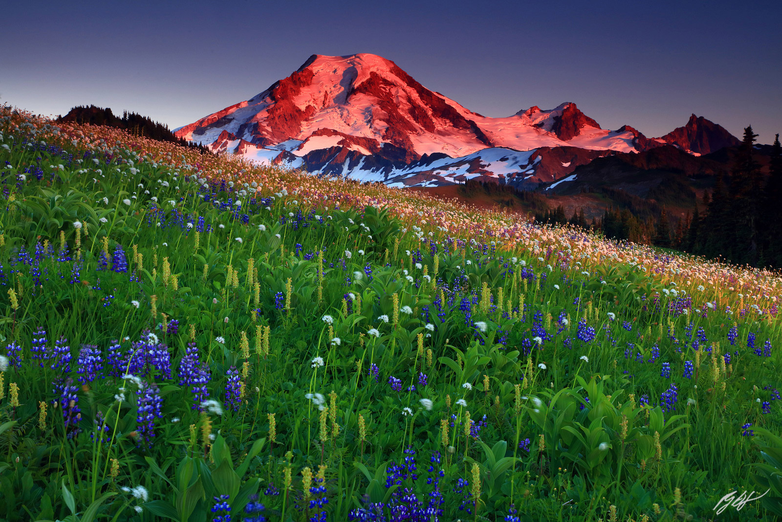 Sunset Alpenglow Wildflowers and Mt Baker from Skyline Divide in the Mt Baker Wilderness in Washington