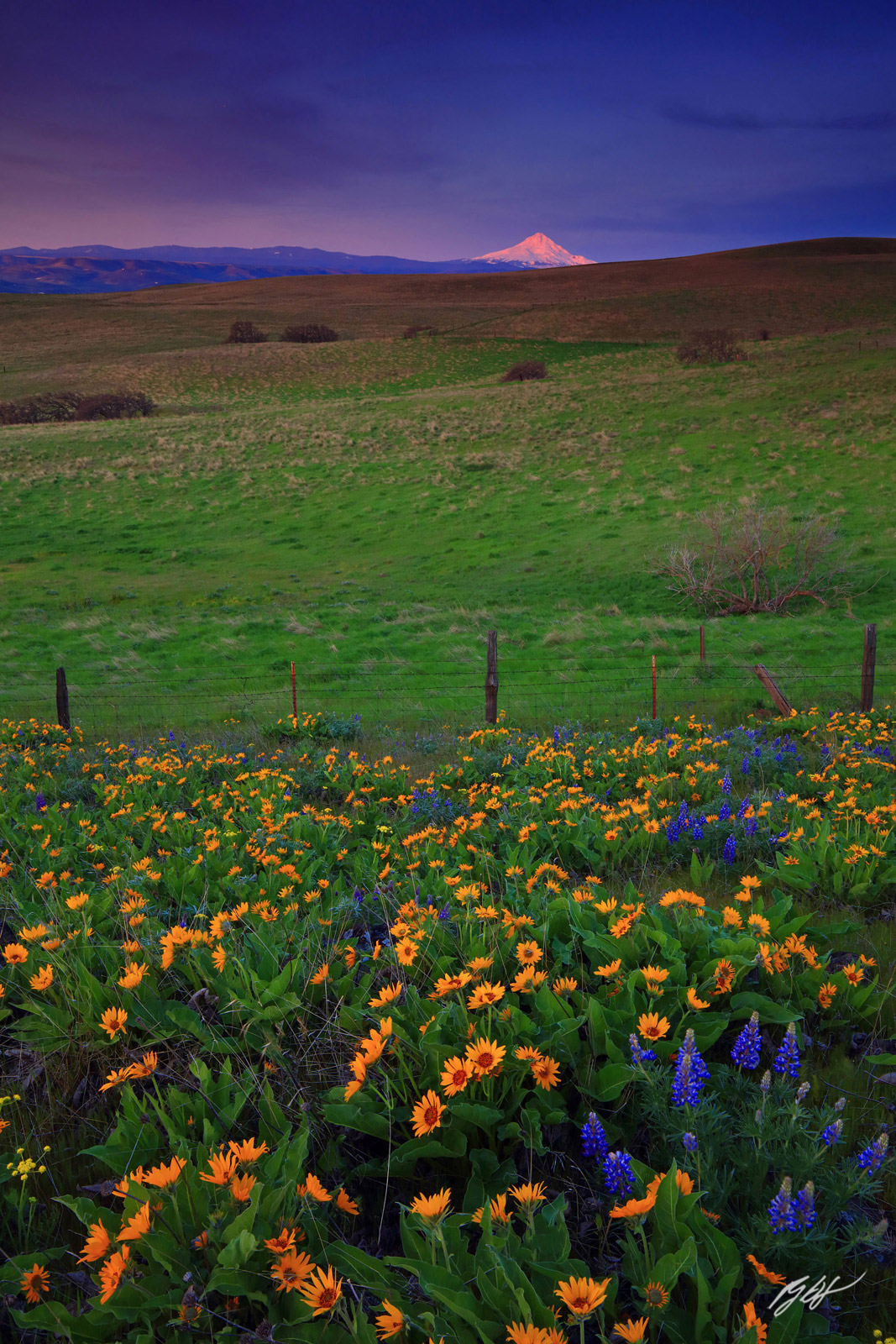 Sunrise Wildflowers and Mt Hood from the Columbia Hills Historical State Park in the Columbia River Gorge in Washington