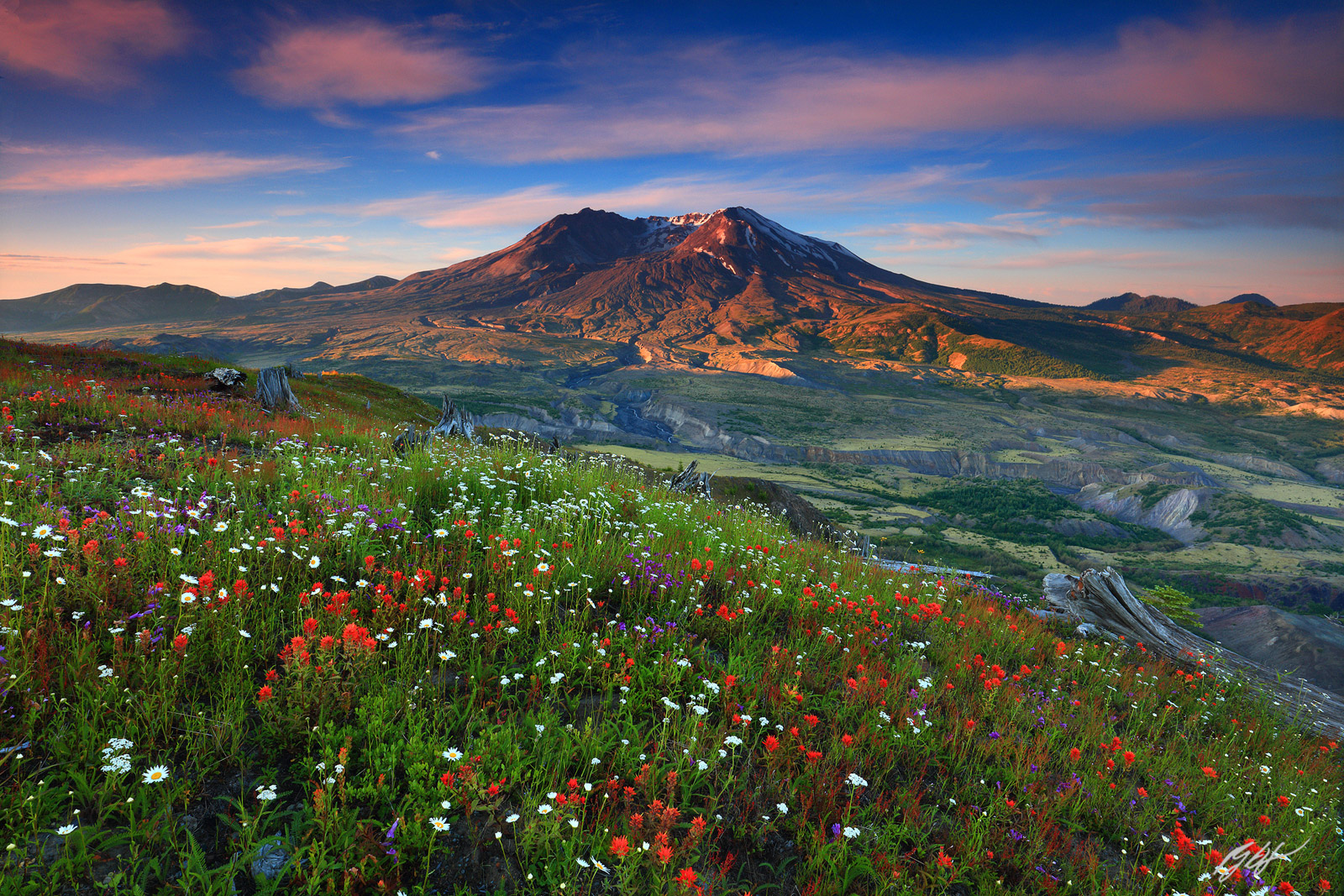 Sunrise Wildflowers and Mt St Helens from Johnston Ridge in Mt St Helens National Volcanic Monument in Washington
