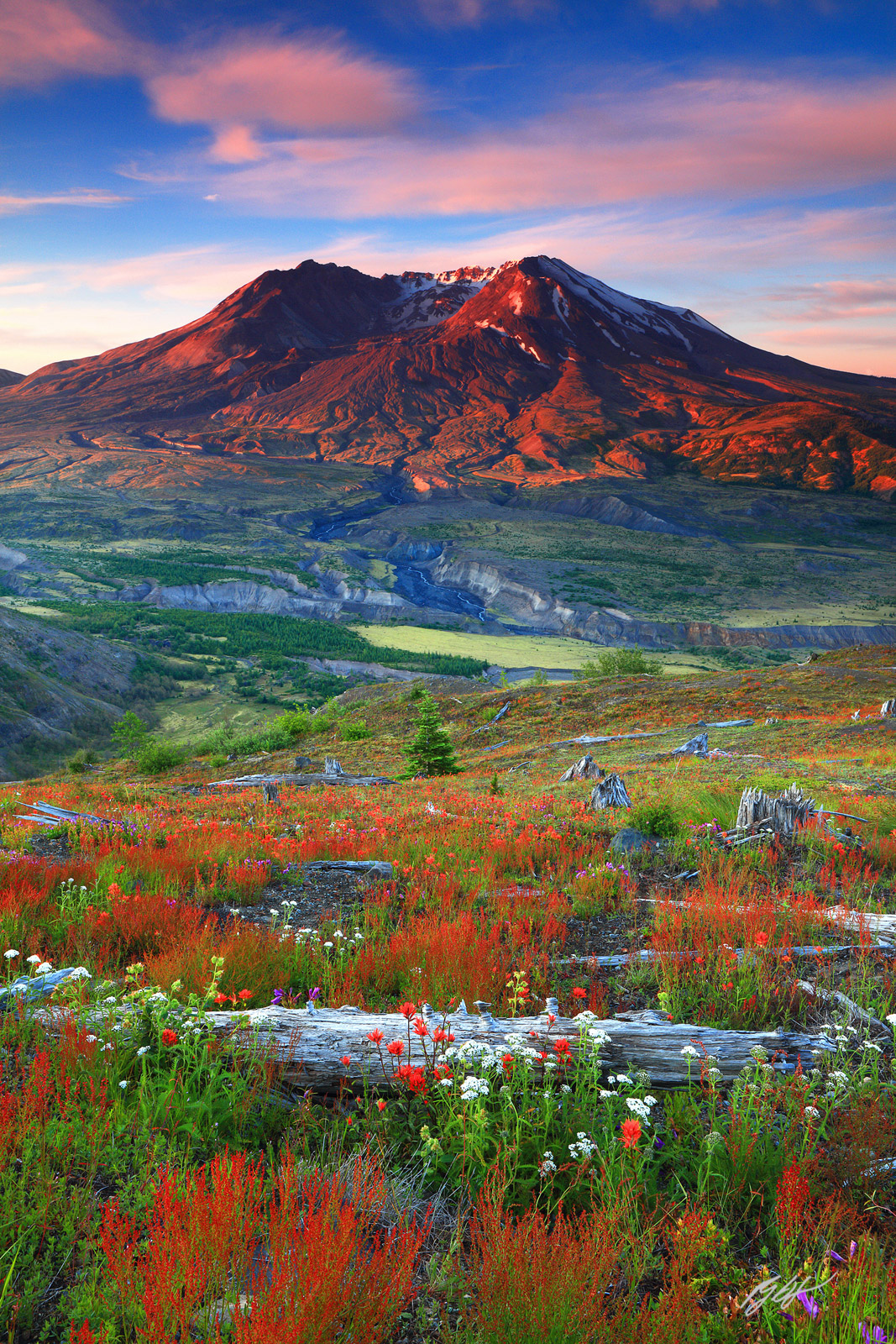 Sunrise with Wildflowers and Mt St Helens from Johnston Ridge in Mt St Helens National Volcanic Monument in Washington