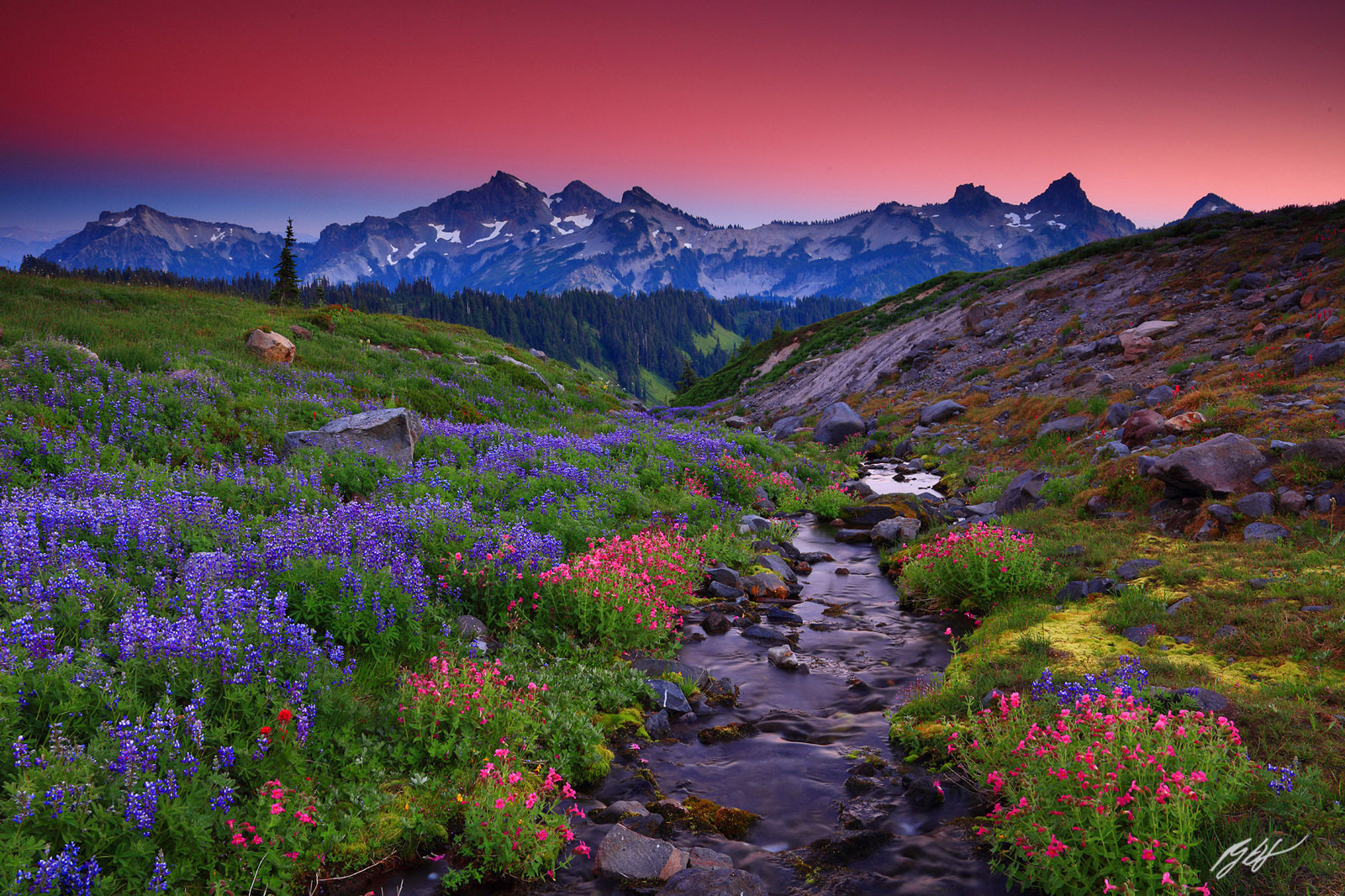 Sunset Alpenglow Wildflowers and the Tatoosh Range in Mt Rainier National Park in Washington