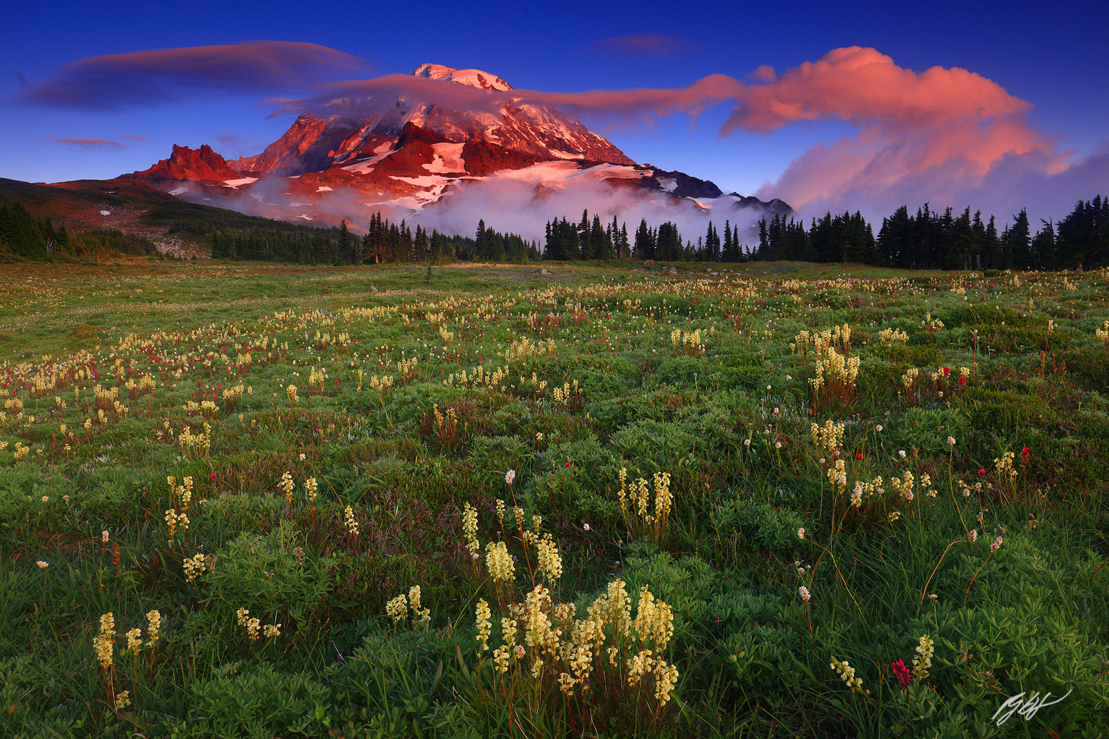 Sunset wildflowers and Mt Rainier from Spray Park in Mt Rainier National Park in Washington
