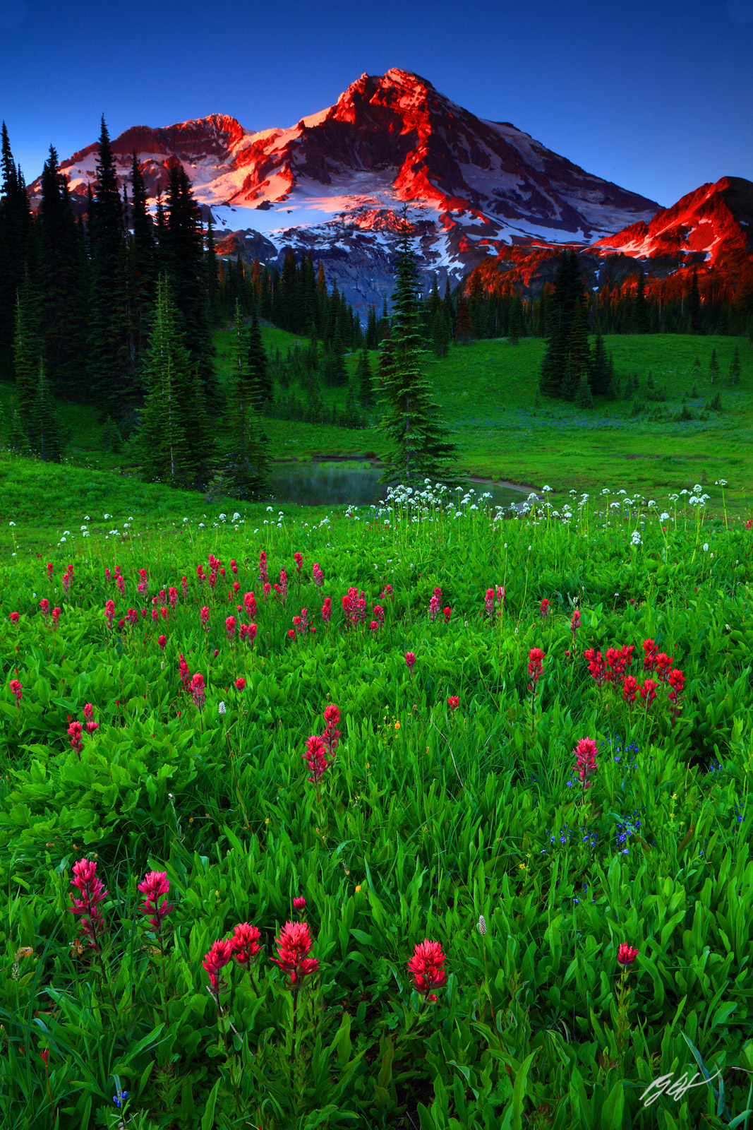 Sunset Wildflowers and Mt Rainier from Indian Henry's Hunting Ground, Mt Rainier National Park in Washington
