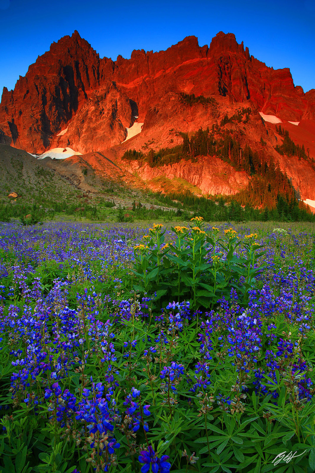 Sunrise Wildflowers and Three Fingered Jack in the Mt Jefferson Wilderness in Oregon
