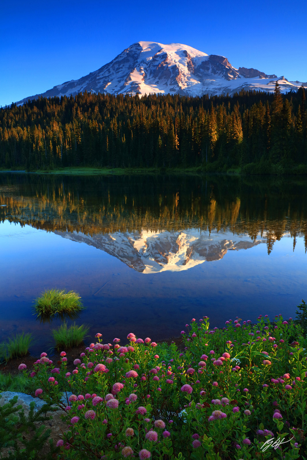 First Light on Mt Rainier Reflected in Reflection Lakes in Mt Rainier National Park in Washington