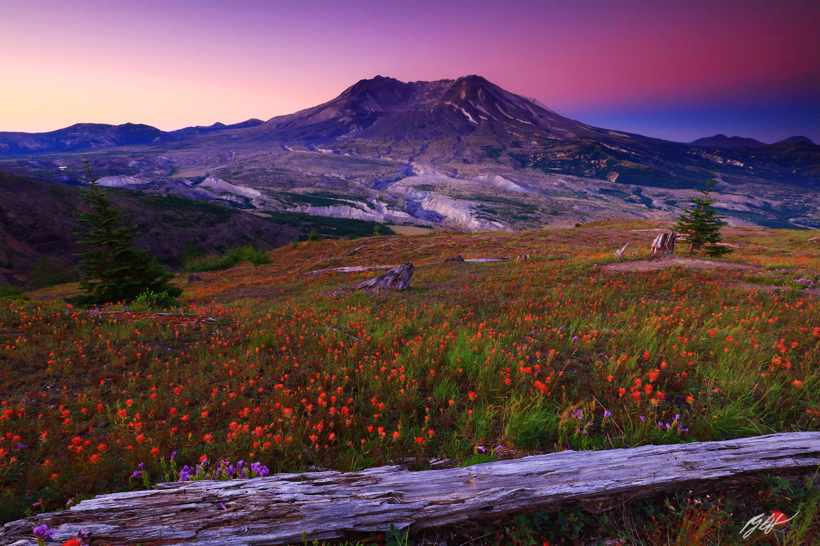 Sunset Wildflowers and Mt St Helens from Johnston Ridge in Mt St Helens National Volcanic Monument in Washington