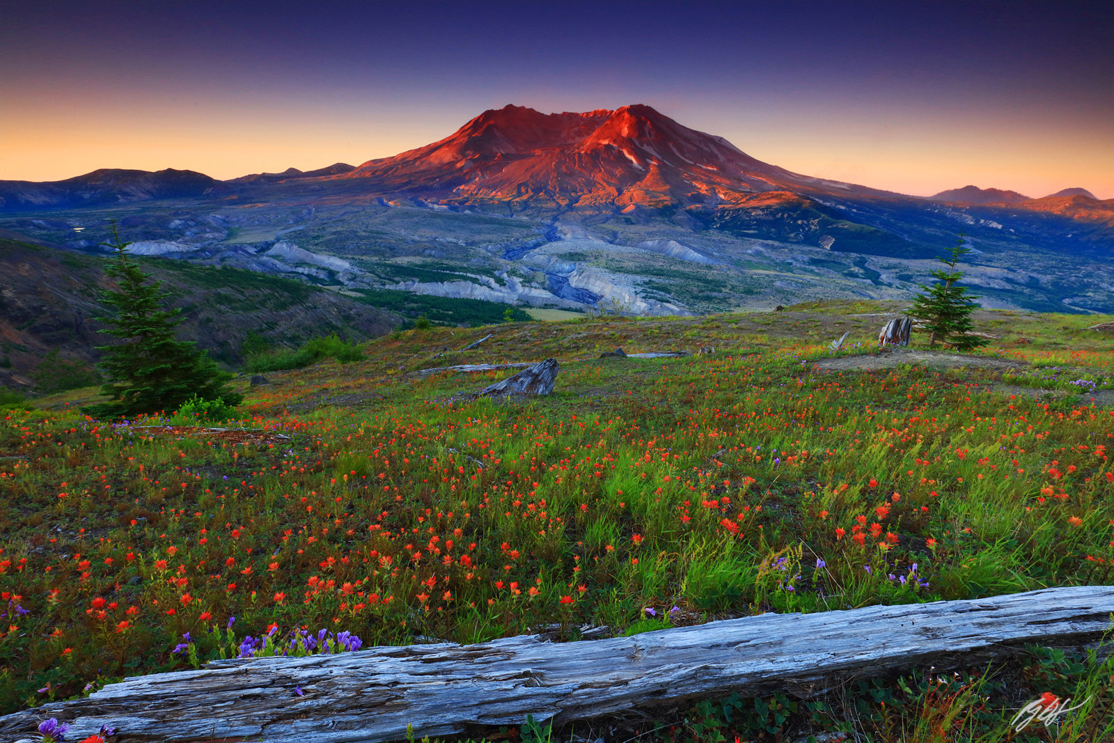 Sunrise Wildflowers and Mt St Helens from Johnston Ridge in Mt St Helens National Volcanic Monument in Washington
