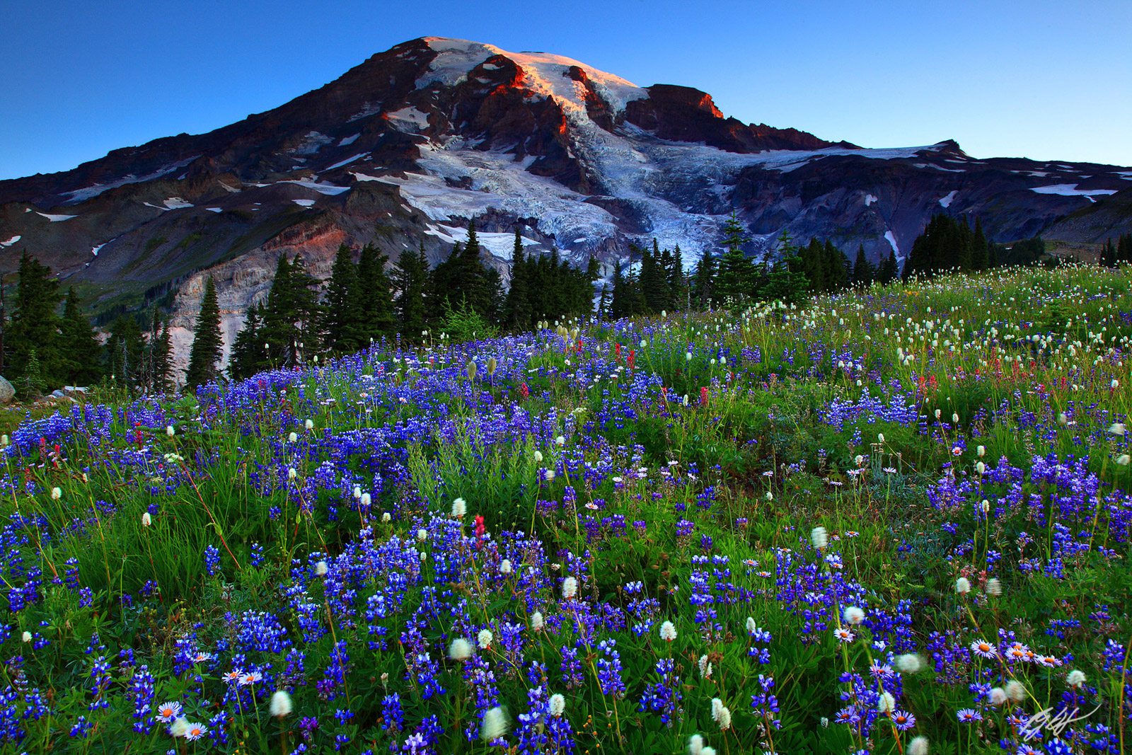 Sunrise Wildflowers and Mt Rainier, Paradise Meadows, Mt Rainier National Park, Washington