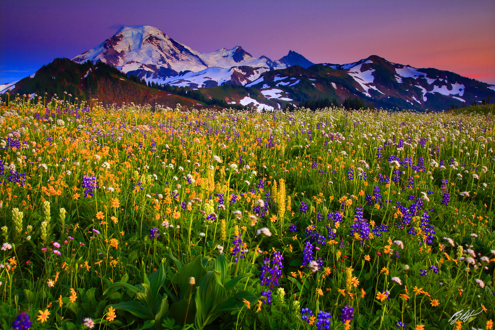 Sunset Alpenglow Wildflowers and Mt Baker from Skyline Divide in the Mt Baker Wilderness, Washington