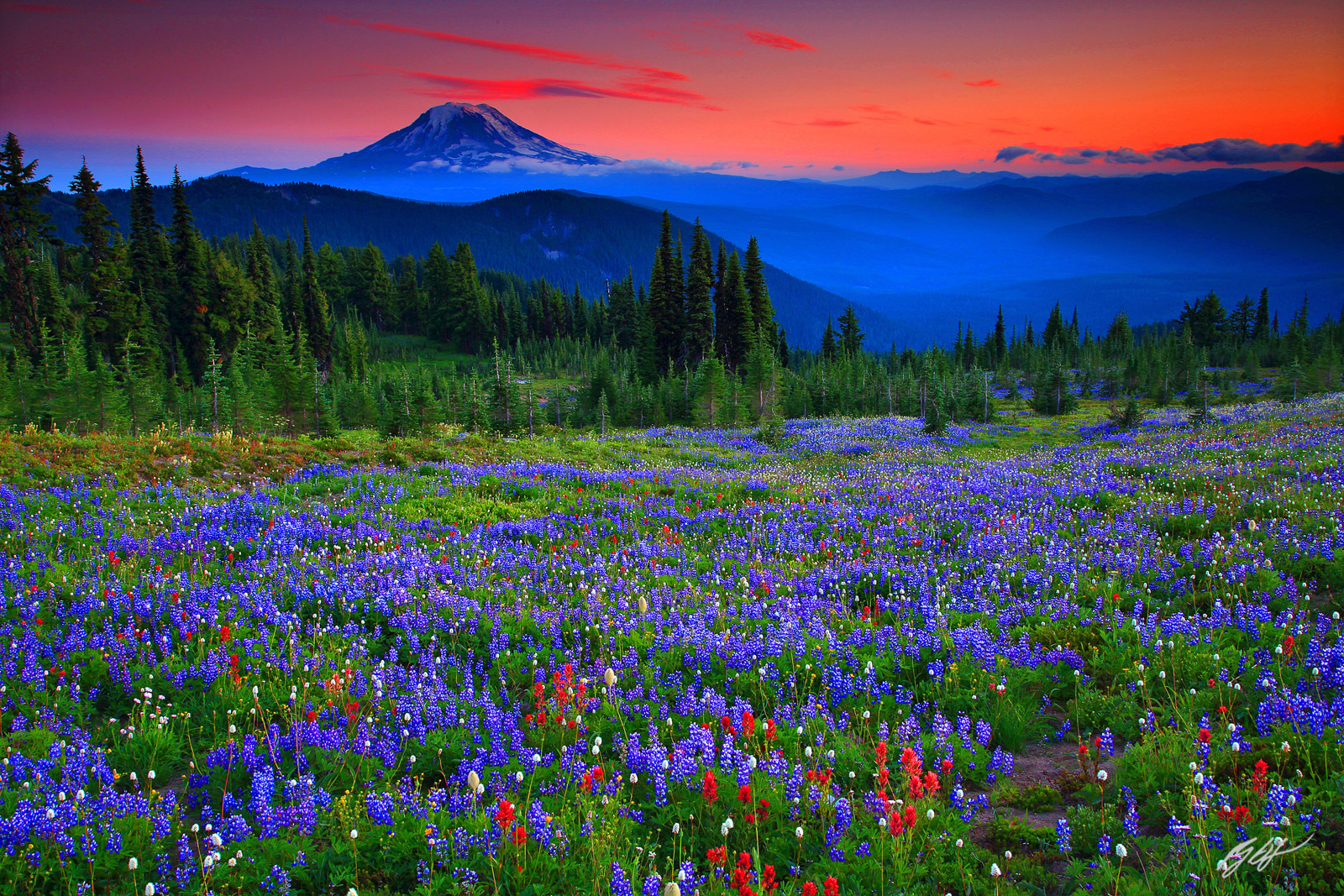Sunset Wildflowers and Mt Adams in the Goat Rocks Wilderness in Washington