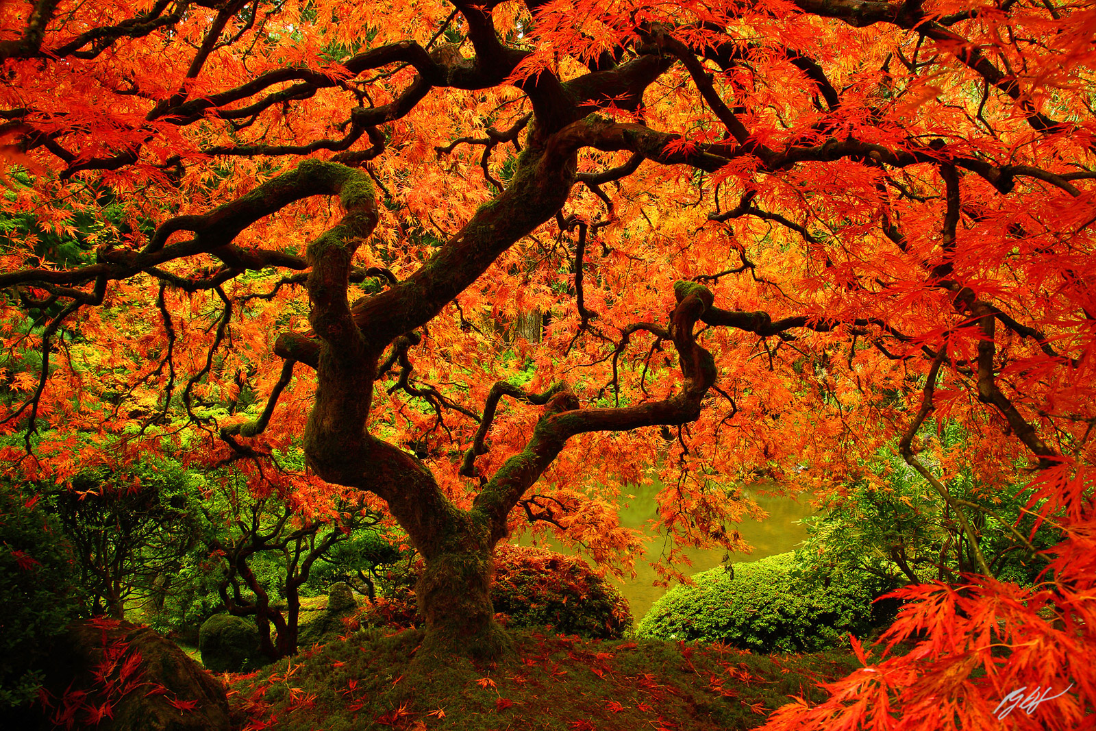 Japanese Maple in Fall, Portland Japanese Garden, Oregon