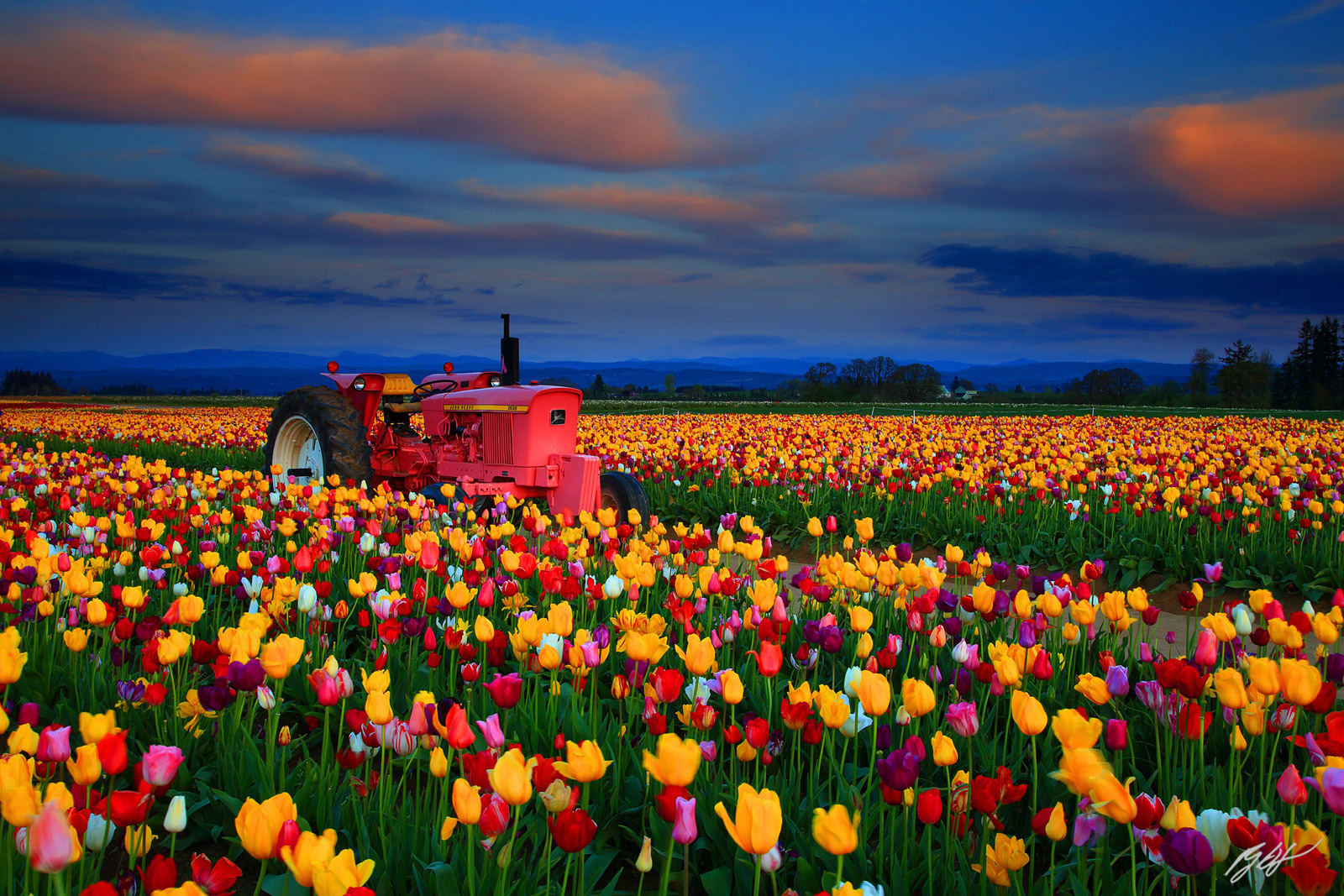 Tulips and Tractor at Sunset from the Wooden-Shoe Tulip Farm in Woodburn Oregon