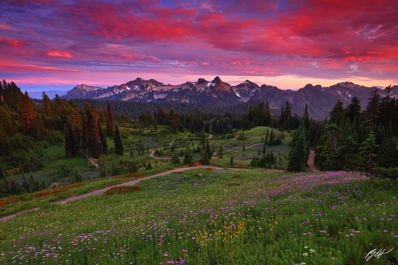 Sunset Wildflowers and the Tatoosh Range from Paradise Meadows in Mt Rainier National Park, Washington