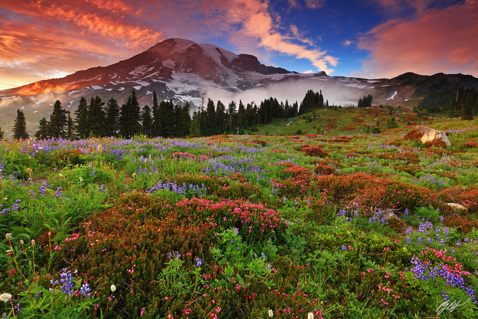 Sunset Wildflowers and Mt Rainier from Paradise Meadows in Mt Rainier National Park in Washington