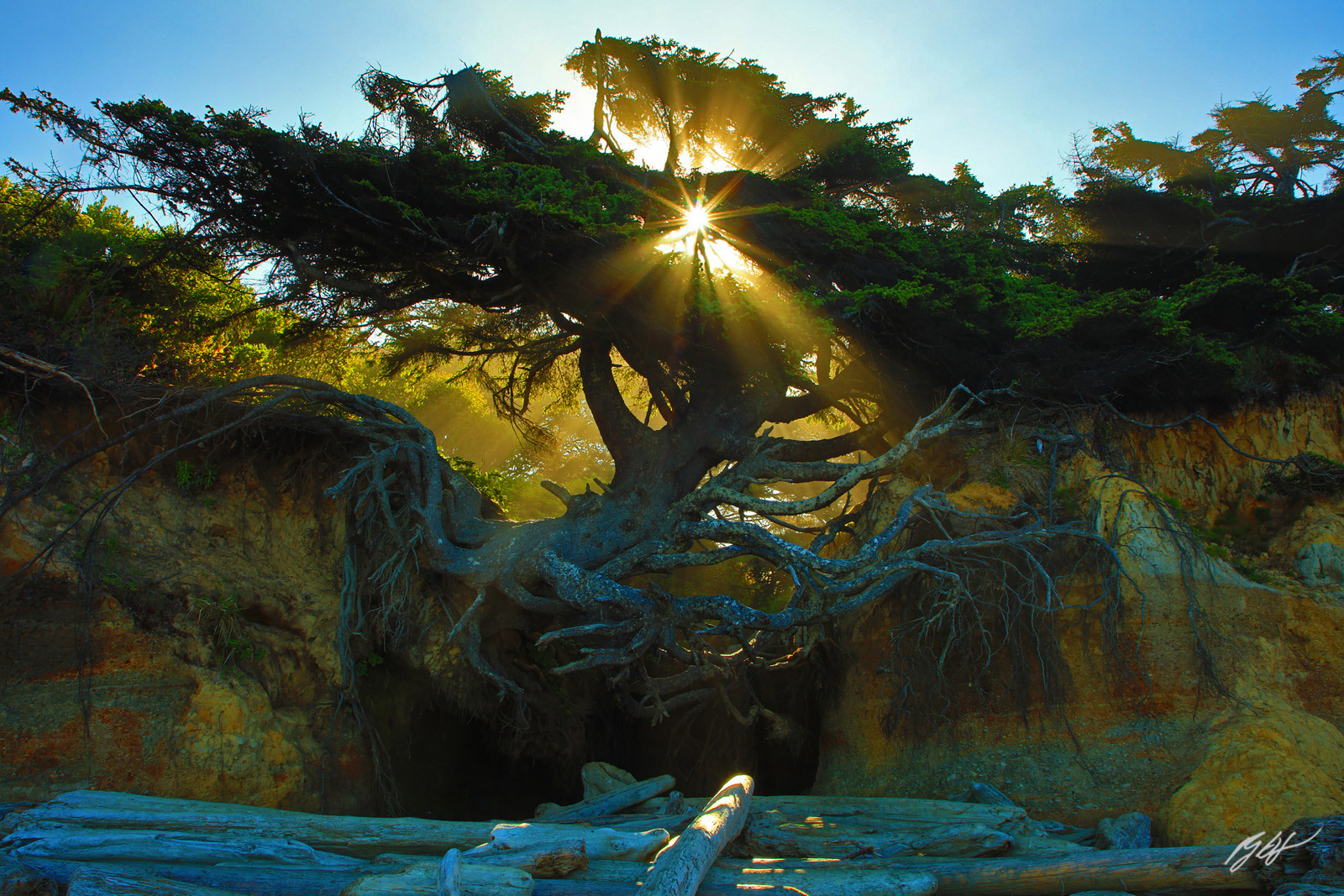 Sunrays beam through the Tree of Life from Kalaloch Beach in Olympic National Park in Washington