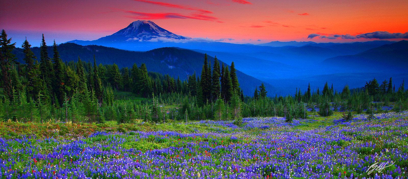 Sunset Wildflowers and Mt Adams from Snowgrass Flats, Goat Rocks Wilderness, Washington