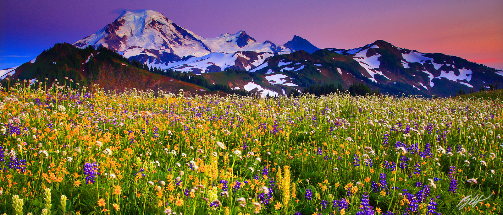 Sunset Wildflowers and Mt Baker from Skyline Divide in the Mt Baker Wilderness in Washington