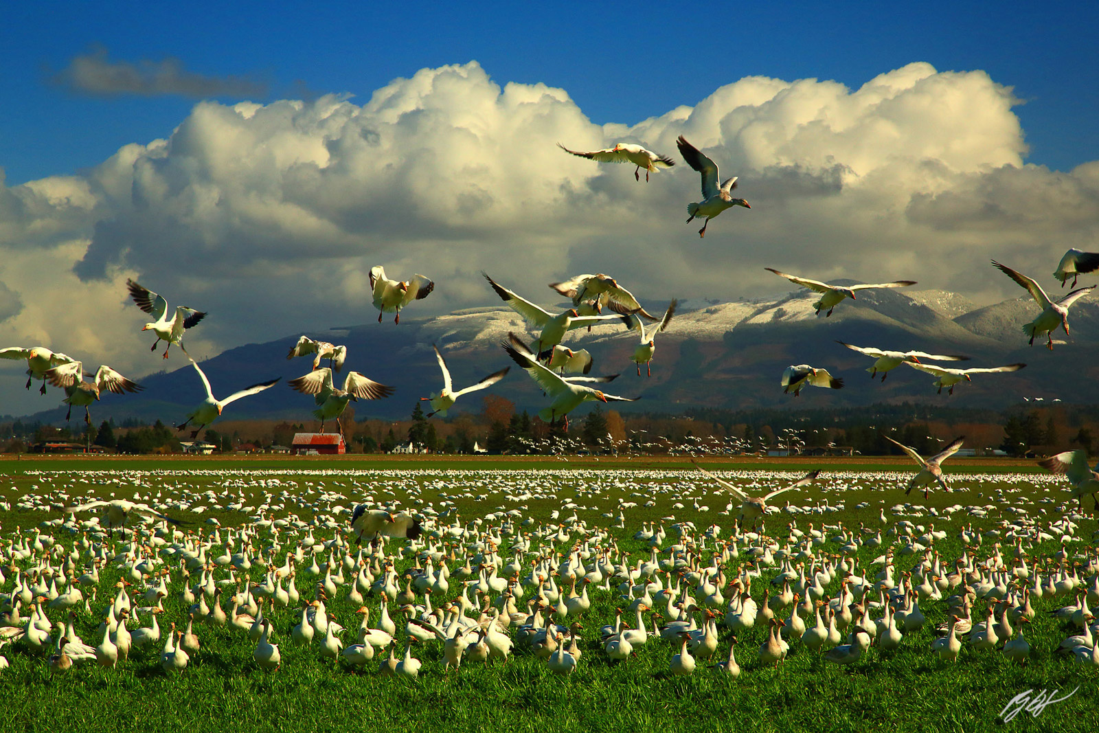Snow Geese Coming in for a Landing in Skagit Valley in Washington