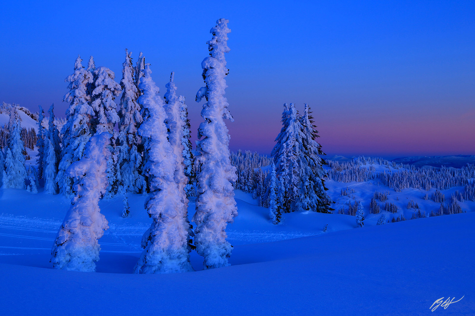 Winter Trees in Alpenglow from Paradise Meadows in Mt Rainier National Park in Washington