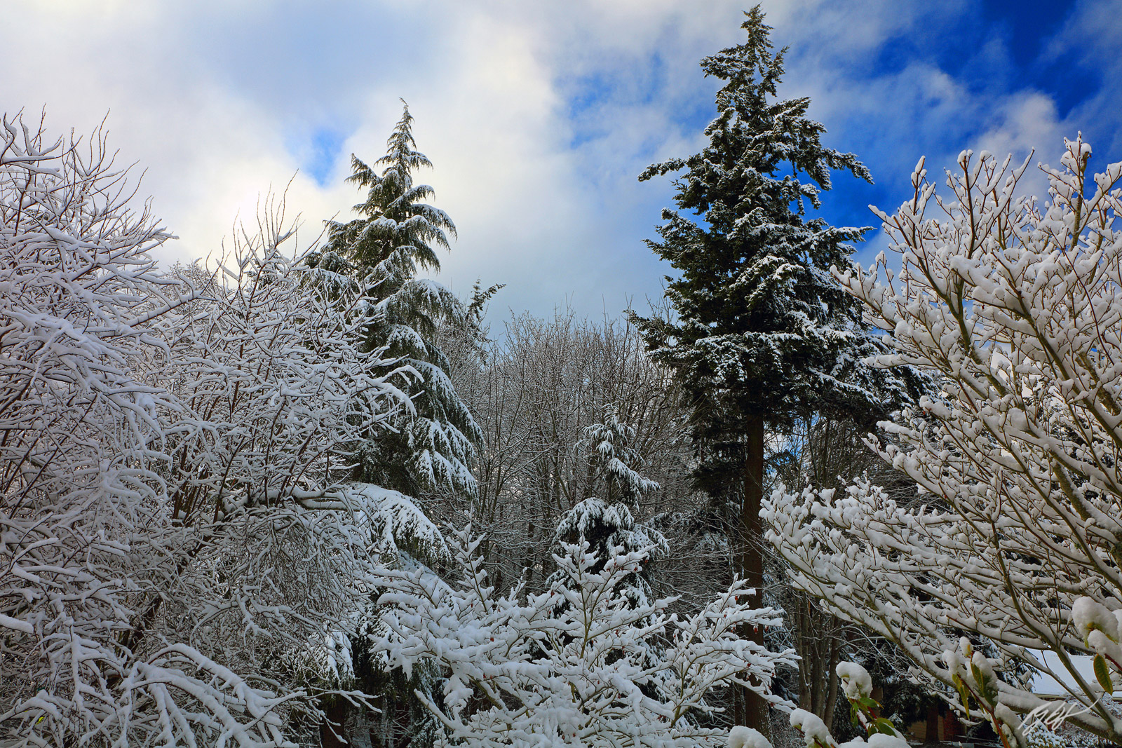 Snowy Tees in Winter from Mukilteo Washington